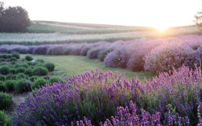 Visita alla profumatissima e benefica Lavanda Polesana